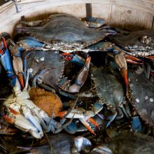 Seafood | - Mama Khas Banjar